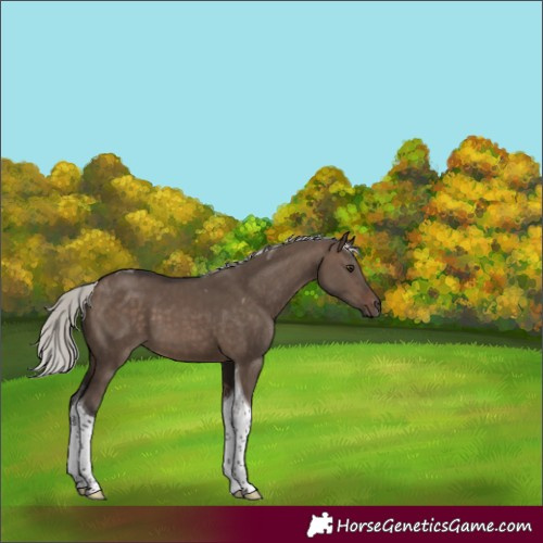Horse Color:Silver Brown Dun Tobiano 