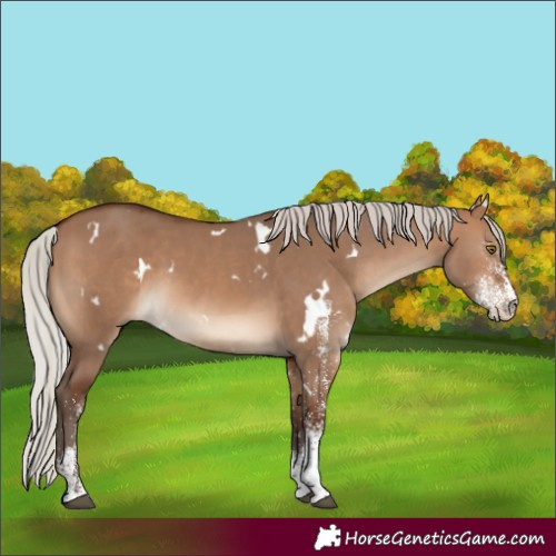 Horse Color:White Spotted Silver Brown Dun 