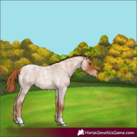 Horse Color:Red Roan Appaloosa