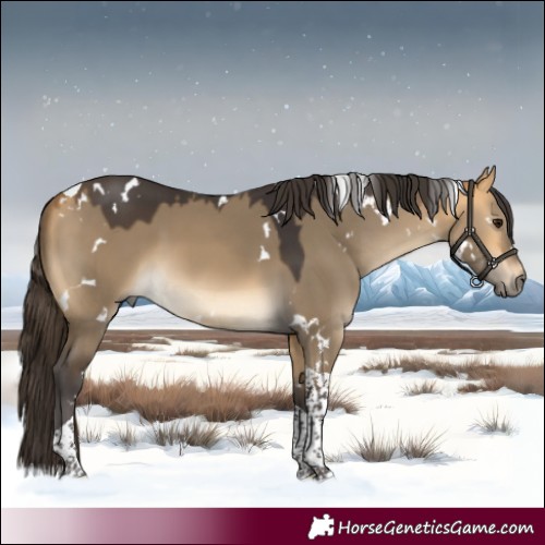 Horse Color:White Spotted Buckskin Dun Tobiano 
