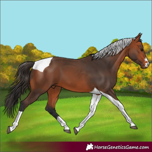 Horse Color:Bay Tobiano 