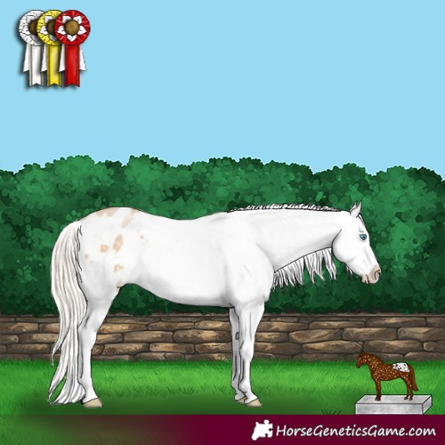 Horse Color:White Spotted Chocolate Palomino Pearl Dun Appaloosa 