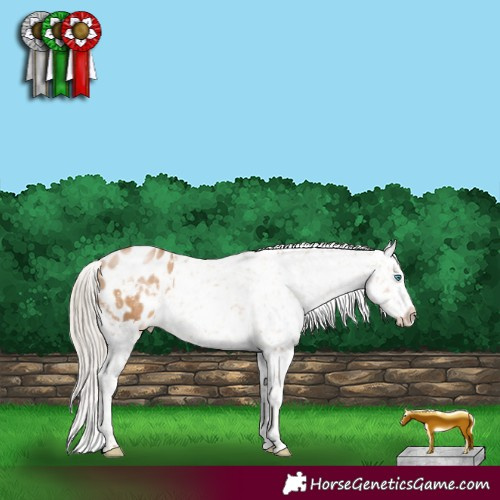 Horse Color:White Spotted Chocolate Palomino Pearl Appaloosa 