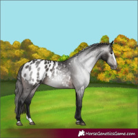 Horse Color:Gray Bay Splash Appaloosa 