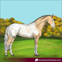 Horse Color:Palomino Splash Appaloosa