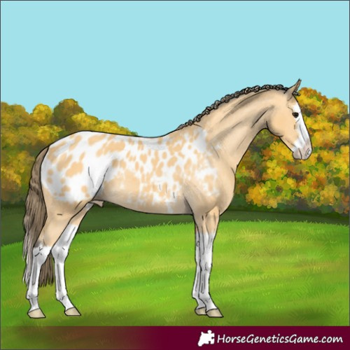 Horse Color:Buckskin Splash Appaloosa