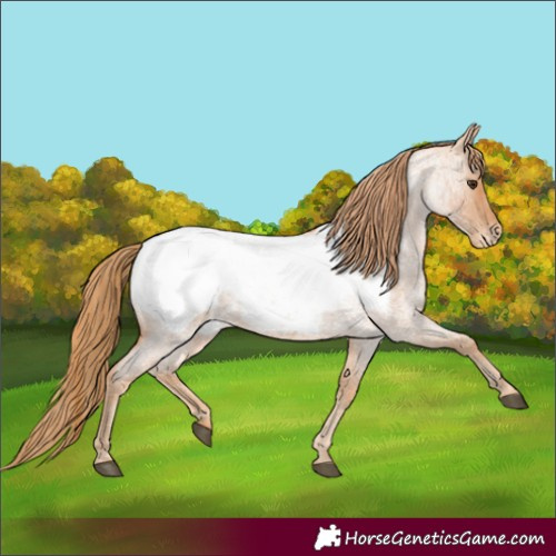 Horse Color:Red Roan Appaloosa