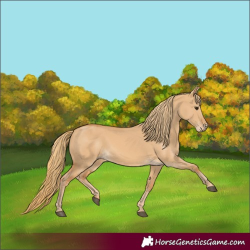 Horse Color:Red Dun 