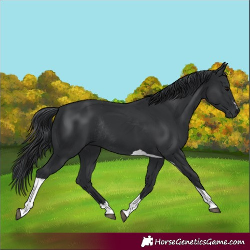 Horse Color:Black Tobiano Rabicano