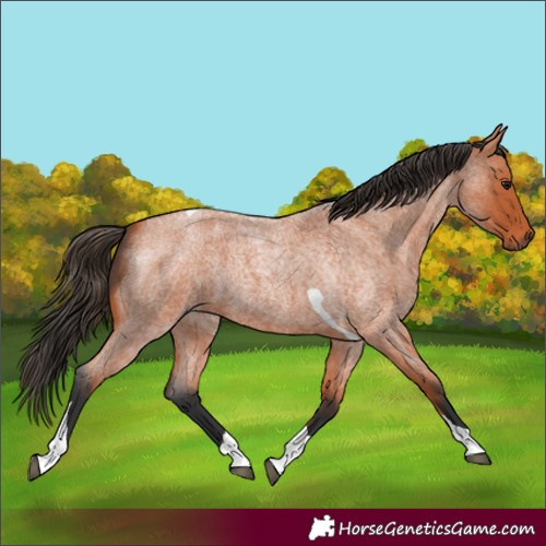Horse Color:Bay Roan Tobiano 