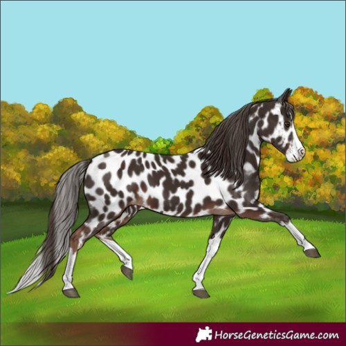 Horse Color:Liver Chestnut Splash Appaloosa 