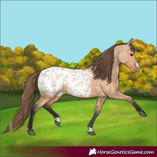 Horse Color:Bay Dun Splash Appaloosa 