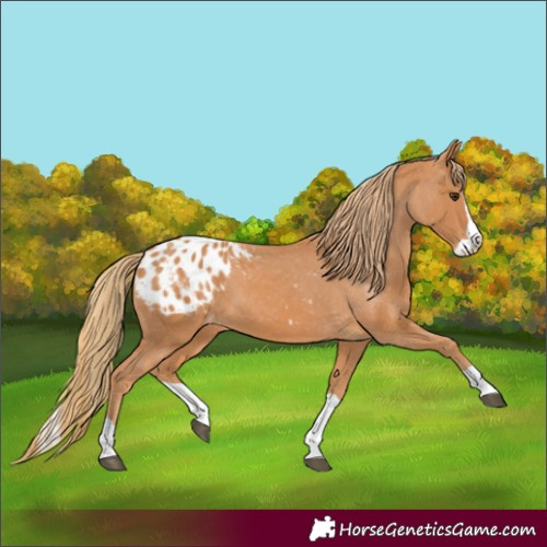 Horse Color:Chestnut Splash Appaloosa 
