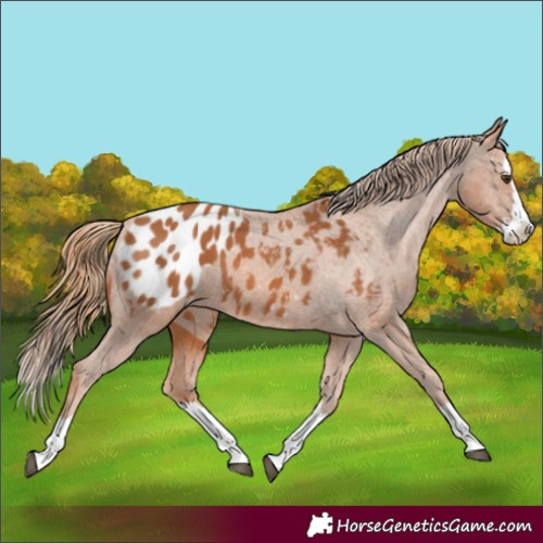 Horse Color:Chestnut Splash Appaloosa