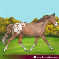 Horse Color:Chestnut Splash Appaloosa 