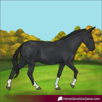 Horse Color:Black Tobiano Rabicano 