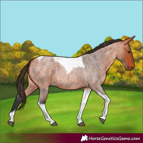 Horse Color:Bay Roan Tobiano 