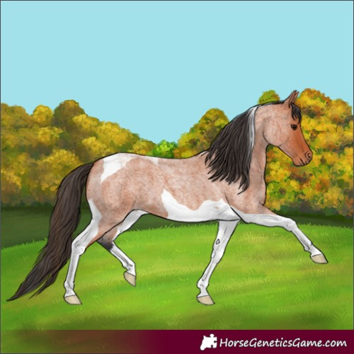 Horse Color:Bay Roan Tobiano
