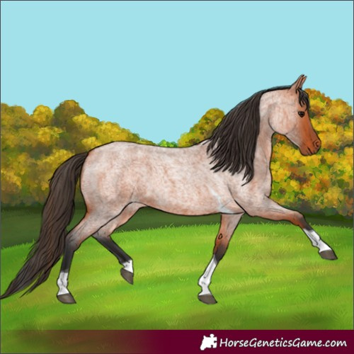 Horse Color:Bay Roan Tobiano 