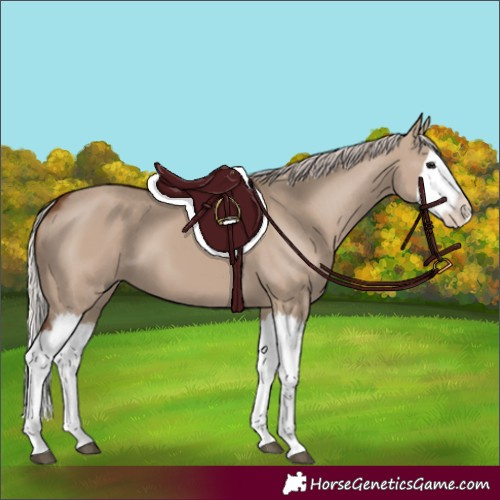 Horse Color:Silver Grullo Splash 