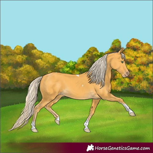 Horse Color:Gold Cream Champagne Tobiano 