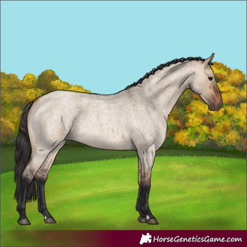 Horse Color:Bay Roan Dun 
