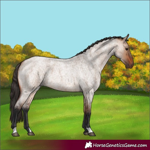 Horse Color:Bay Roan Dun 