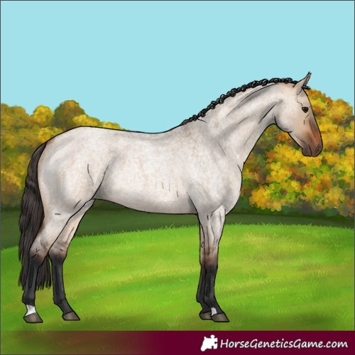 Horse Color:Bay Roan Dun 