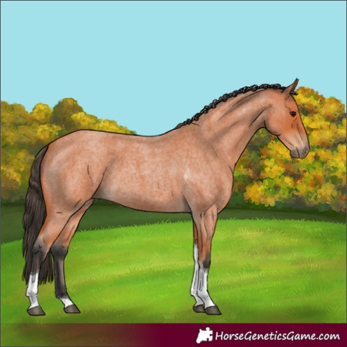 Horse Color:Bay Roan Tobiano 