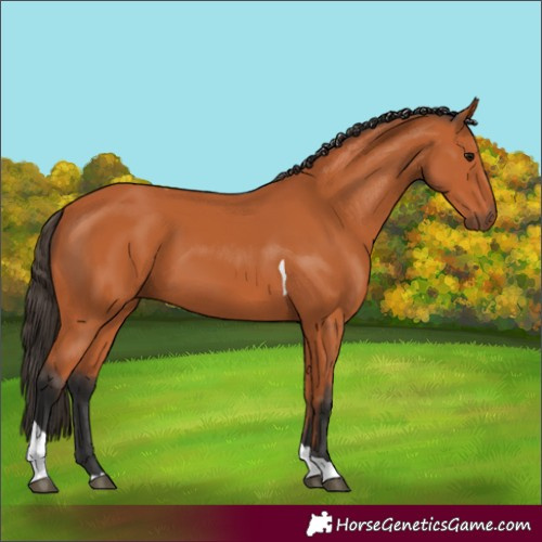 Horse Color:Bay Tobiano 