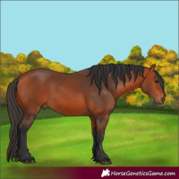 Horse Color:Bay 