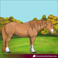 Horse Color:Chestnut 