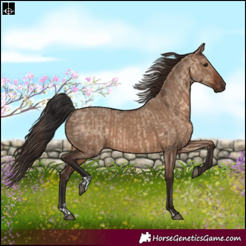 Horse Color:Bay Dun  and Liver Red Dun 
