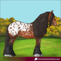 Horse Color:Bay Appaloosa