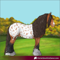 Horse Color:Bay Appaloosa 