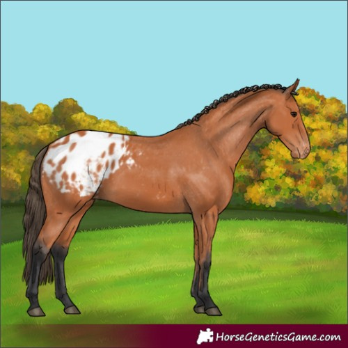 Horse Color:Bay Appaloosa 