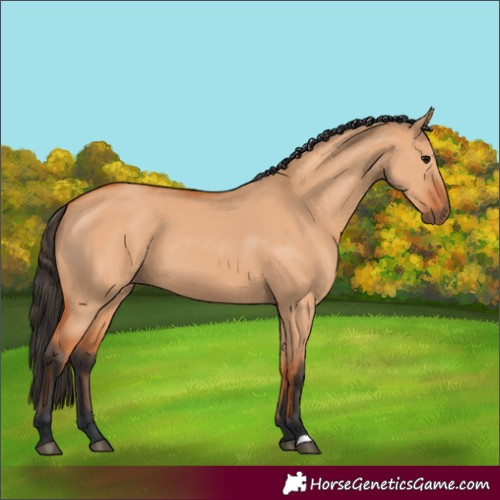 Horse Color:Bay Dun 