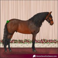 Horse Color:Bay 