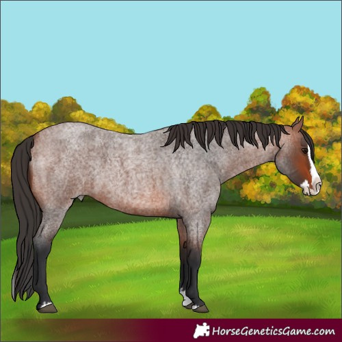 Horse Color:Bay Roan Splash 