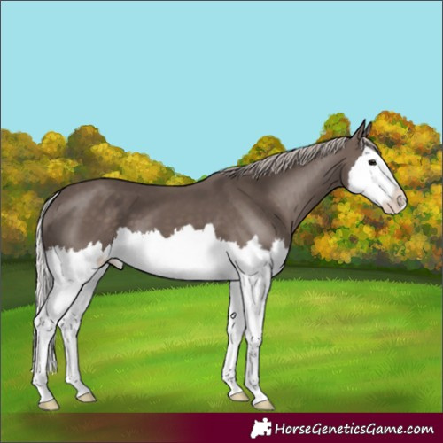 Horse Color:Silver Black Splash