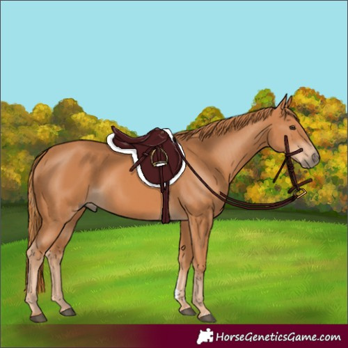 Horse Color:Chestnut Rabicano 