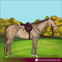 Horse Color:Gray Perlino Dun