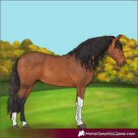 Horse Color:Bay Tobiano Rabicano