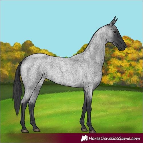Horse Color:Blue Roan 