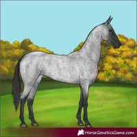 Horse Color:Blue Roan 