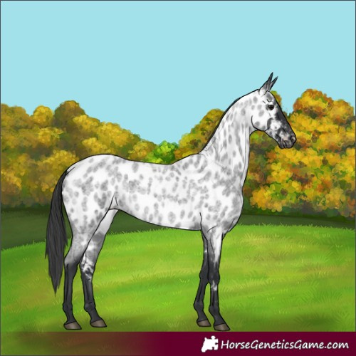 Horse Color:Blue Roan Near Leopard 