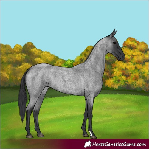 Horse Color:Blue Roan