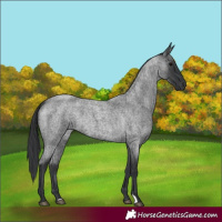 Horse Color:Blue Roan 
