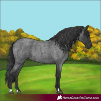 Horse Color:Blue Roan 