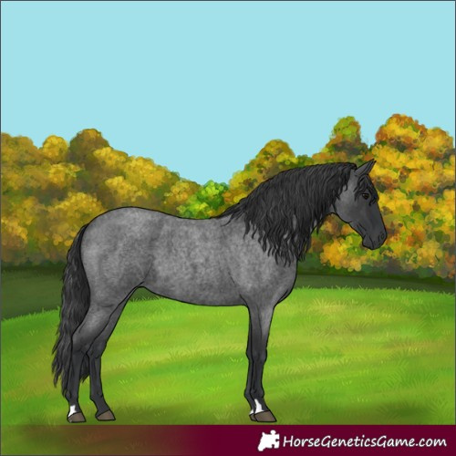 Horse Color:Blue Roan